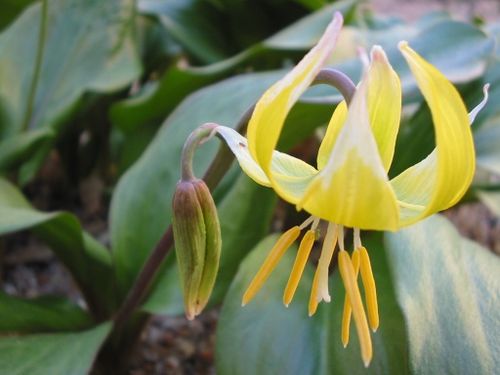 Erythronium tuolumnense